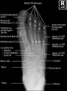 voetanatomie